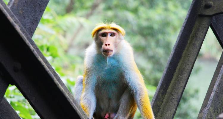 Un singe assis sur une structure avec de la verdure en arrière-plan.