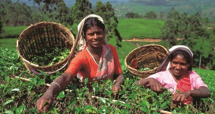PEARL OF SRI LANKA DISCOVERY TOUR - Tweet World Travel 4