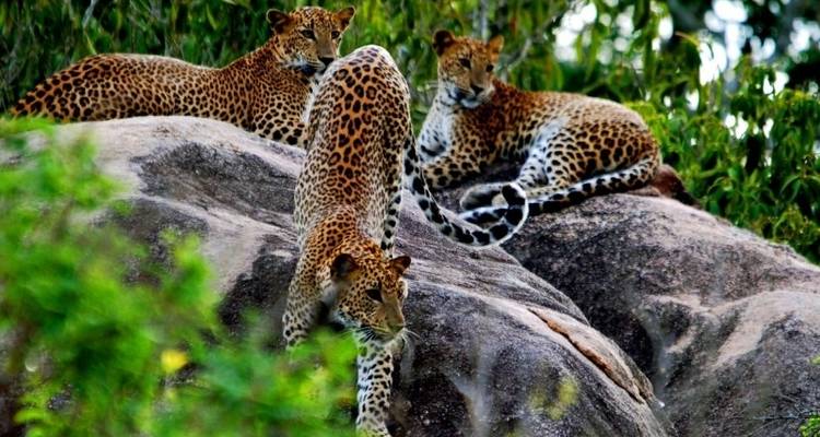 PEARL OF SRI LANKA DISCOVERY TOUR - Tweet World Travel 8