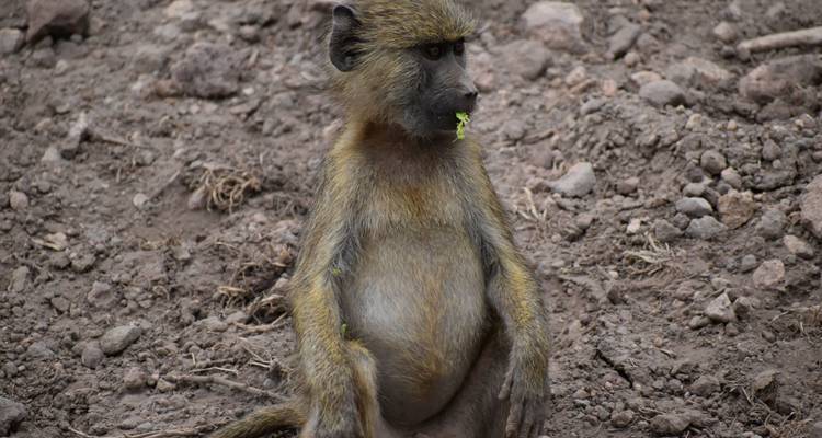 08 Days Kenya Lodge  Safari 4x4 Jeep - Pam Tours and Travel  7