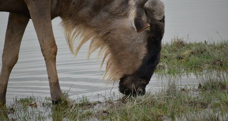 08 Days Kenya Lodge  Safari 4x4 Jeep - Pam Tours and Travel  9