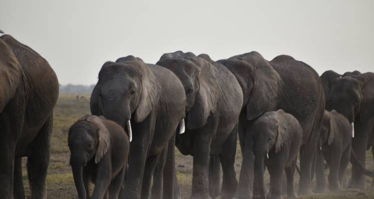 Eine Herde Elefanten, die in einer Reihe über eine Ebene wandelt.
