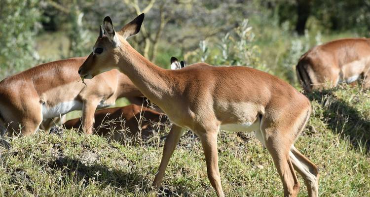 Safari clásico de gama media de 11 días en Kenia y Tanzania - Pam Tours and Travel  4