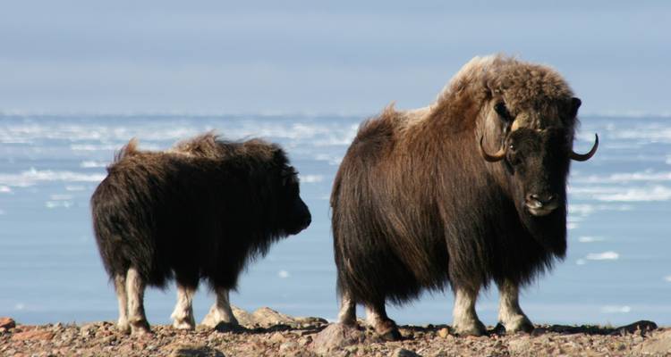 L'Arctique canadien lointain : le passage du Nord- Ouest, exploité par Quark - Exodus Adventure Travels 1