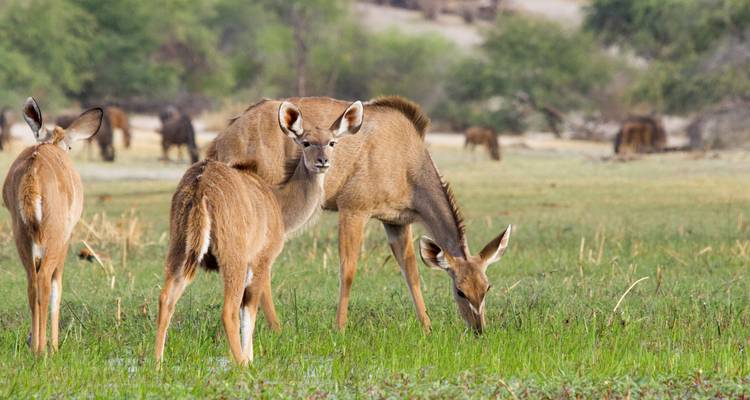 Safari de 3 días en tiendas por el Delta del Okavango y el río Boteti - The Mzansi Experience 6