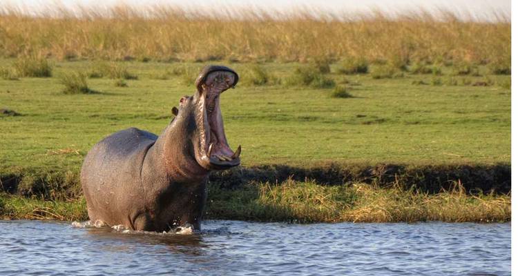 Safari de 3 días en tiendas por el Delta del Okavango y el río Boteti - The Mzansi Experience 10