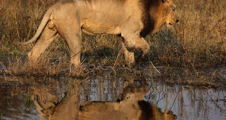 Safari sous tente de 5 jours dans le delta de l'Okavango et la rivière Boteti - The Mzansi Experience 1