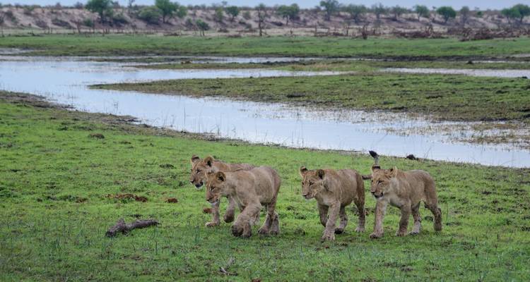 Safari sous tente de 5 jours dans le delta de l'Okavango et la rivière Boteti - The Mzansi Experience 3
