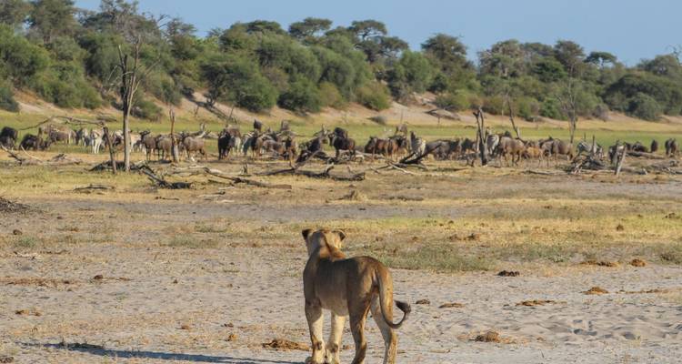Safari sous tente de 5 jours dans le delta de l'Okavango et la rivière Boteti - The Mzansi Experience 4