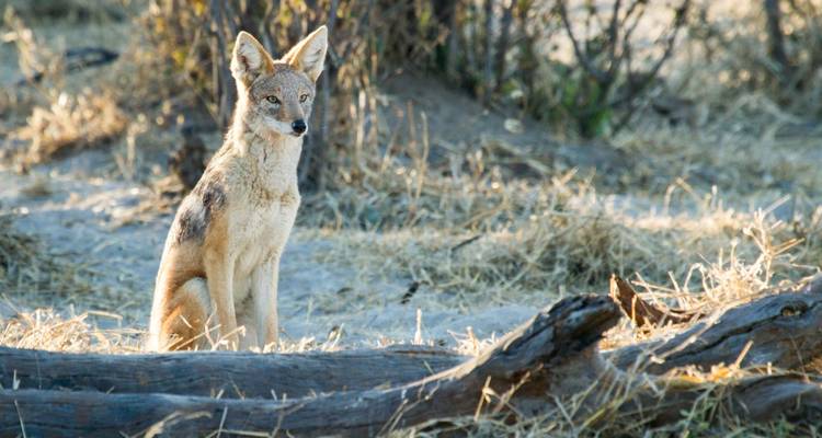 Safari sous tente de 5 jours dans le delta de l'Okavango et la rivière Boteti - The Mzansi Experience 6