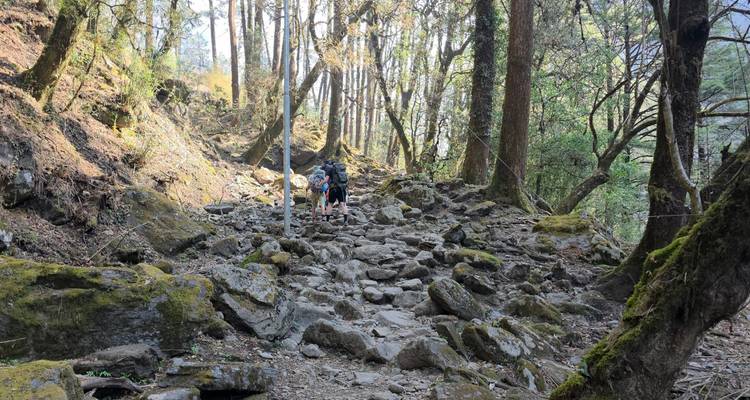 Hikers ascend a rocky forest trail surrounded by tall mossy trees.
