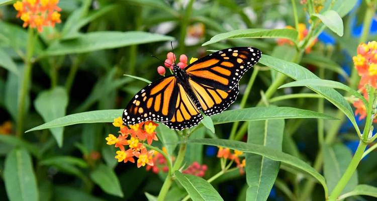 Close-up van een levendige oranje en zwarte monarch vlinder die op kleine oranje bloesems zit tussen groene bladeren