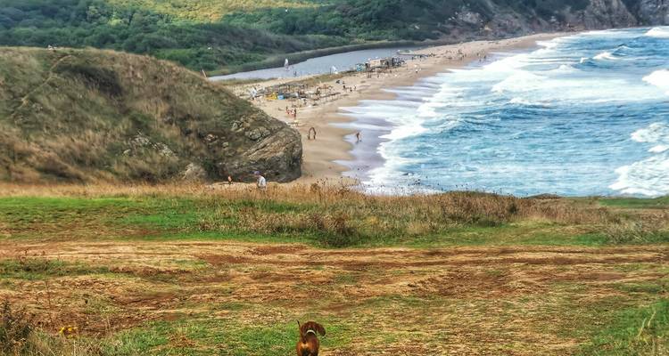 Plage de sable incurvée avec des vagues déferlantes vue depuis un point de vue sur une falaise herbeuse.