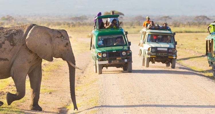 Safari voertuigen op een onverharde weg met een olifant die oversteekt.