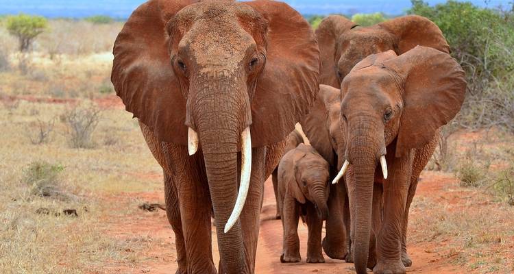 Safari económico de 7 días por Masai Mara, el lago Nakuru, el lago Naivasha y Amboseli - Gracepatt Ecotours Kenya 4