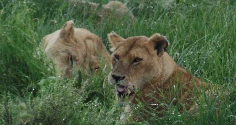 Paquete aéreo de 5 días Amboseli-Masai Mara - Muraa African Safaris 1
