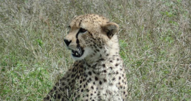 Paquete aéreo de 5 días Amboseli-Masai Mara - Muraa African Safaris 2