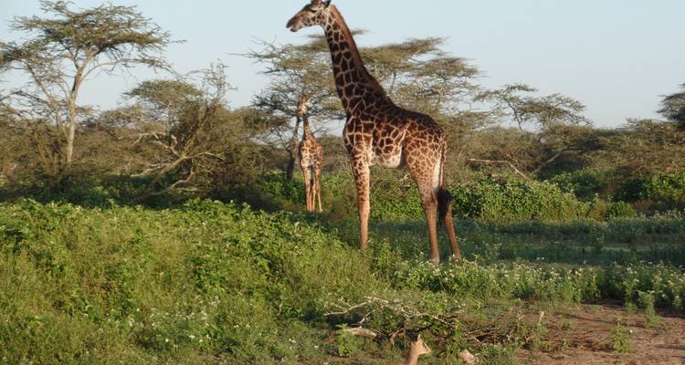 Paquete aéreo de 5 días Amboseli-Masai Mara - Muraa African Safaris 4