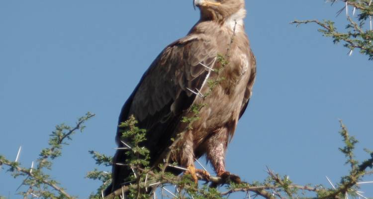 Paquete aéreo de 5 días Amboseli-Masai Mara - Muraa African Safaris 6