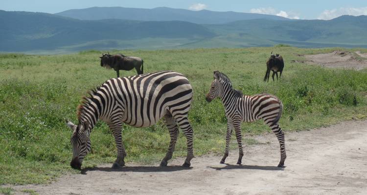 4 Days Masai Mara Air safari - Muraa African Safaris 2
