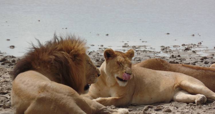 4 Days Masai Mara Air safari - Muraa African Safaris 3