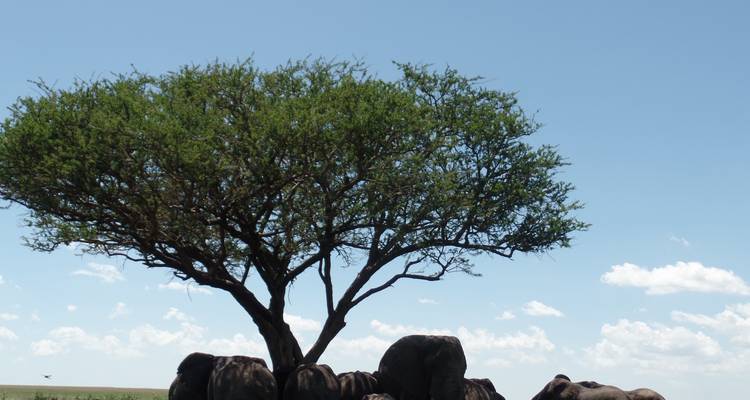 4 Days Masai Mara Air safari - Muraa African Safaris 4
