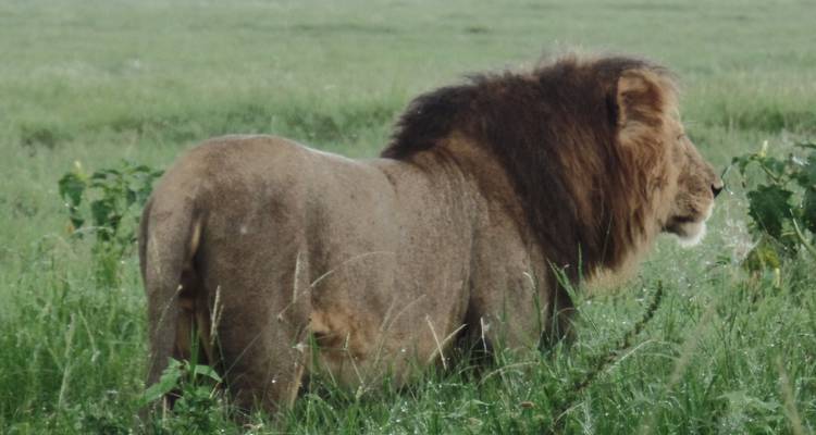 Safari en avión de 5 días a Samburu, Masai Mara - Muraa African Safaris 1