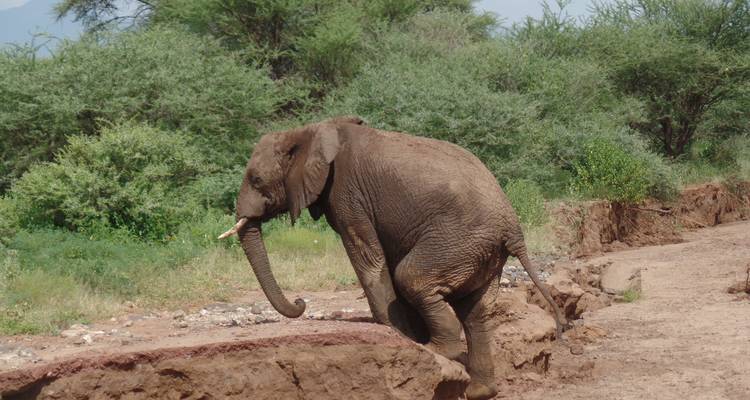 Safari en avión de 5 días a Samburu, Masai Mara - Muraa African Safaris 2