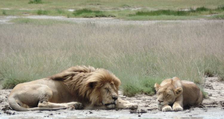 Safari en avión de 5 días a Samburu, Masai Mara - Muraa African Safaris 3