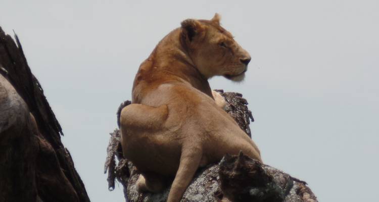 Safari en avión de 5 días a Samburu, Masai Mara - Muraa African Safaris 4