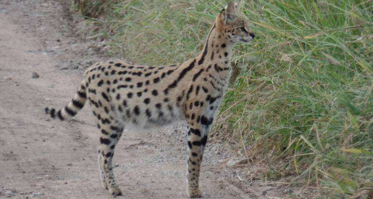 Safari en avión de 5 días a Samburu, Masai Mara - Muraa African Safaris 6