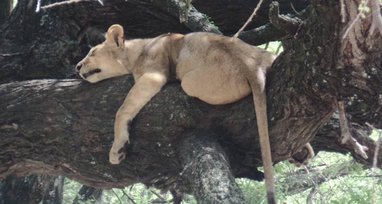3 Days Masai Mara Air Safari - Muraa African Safaris 4