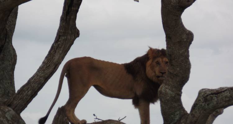 3 Days Masai Mara Air Safari - Muraa African Safaris 7
