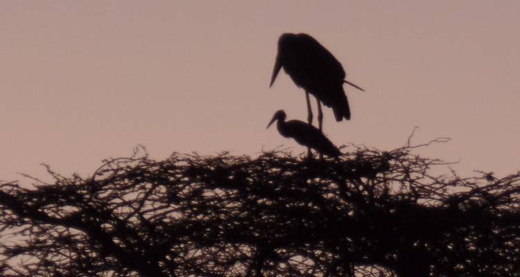 3 Days Masai Mara Air Safari - Muraa African Safaris 8