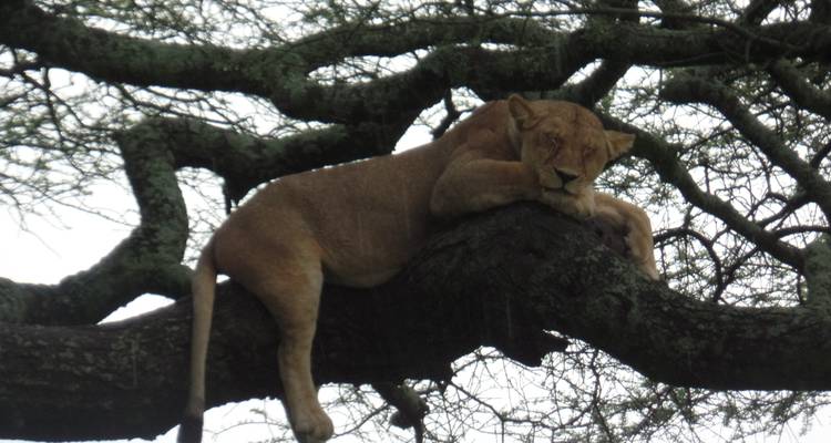 3 Days Masai Mara Air Safari - Muraa African Safaris 3