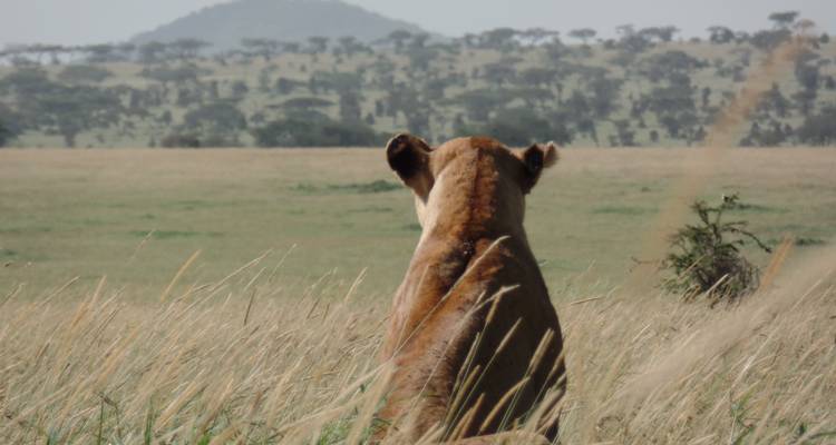 3 Days Masai Mara Classic Safari - Muraa African Safaris 1