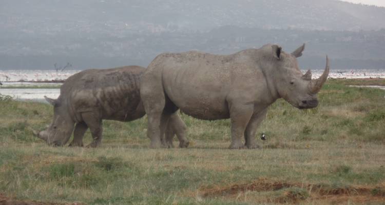 3 Days Masai Mara Classic Safari - Muraa African Safaris 2
