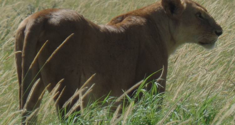 3 Days Masai Mara Classic Safari - Muraa African Safaris 3
