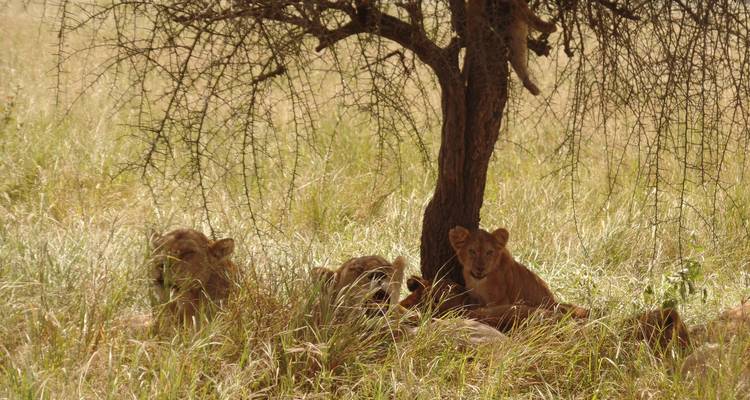 3 Days Masai Mara Classic Safari - Muraa African Safaris 4