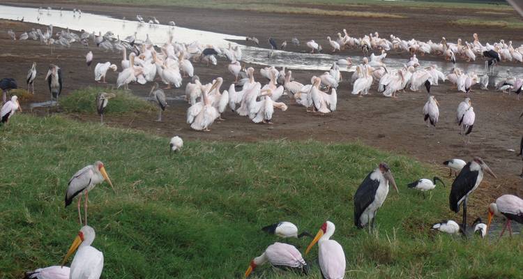 3 Days Masai Mara Classic Safari - Muraa African Safaris 6