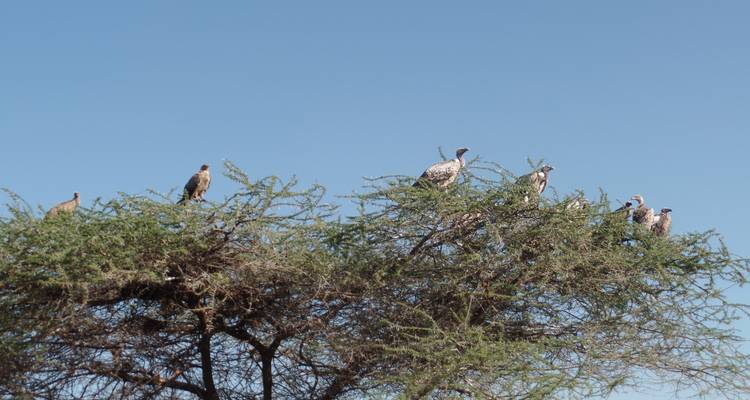 3 Days Masai Mara Classic Safari - Muraa African Safaris 7