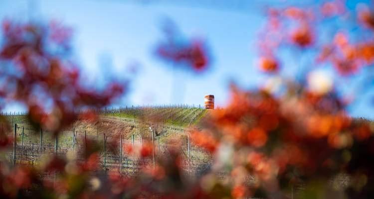 10 Days Unique Experience for WINE Lovers @ Argentina and Chilean Premium Vineyards - Signature DMC 9