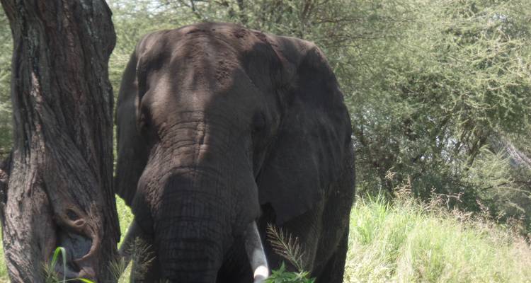 Safari de Aventura Económico de 4 días por el Lago Nakuru y el Masai Mara - Muraa African Safaris 1