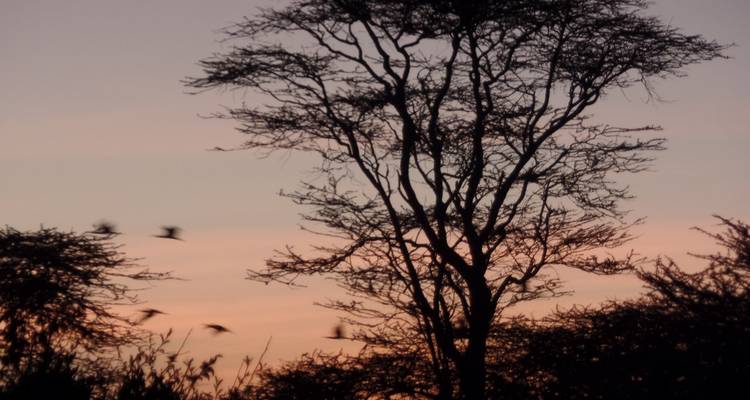 Safari de Aventura Económico de 4 días por el Lago Nakuru y el Masai Mara - Muraa African Safaris 2
