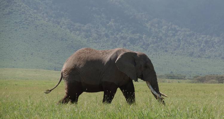 Safari de Aventura Económico de 4 días por el Lago Nakuru y el Masai Mara - Muraa African Safaris 4