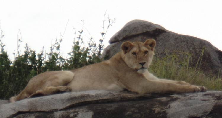Safari de Aventura Económico de 4 días por el Lago Nakuru y el Masai Mara - Muraa African Safaris 6