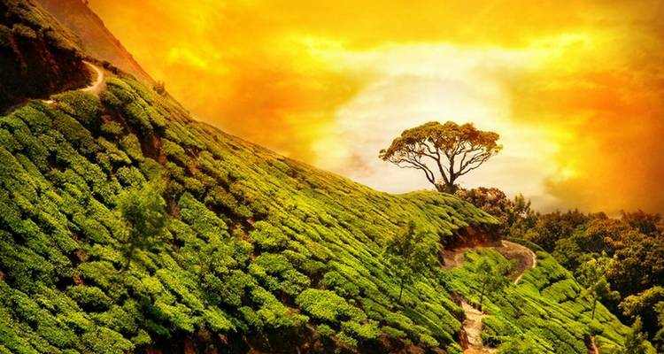 Explore Mysore, Coorg & Ooty (A Budget Friendly Tour) - MTA Destination Management Company 9