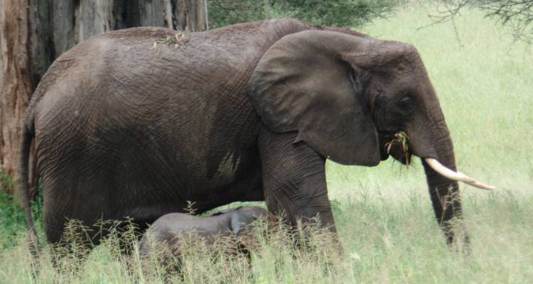13 jours d'aventure au Kenya et en Tanzanie - Merveilles du monde - Muraa African Safaris 2