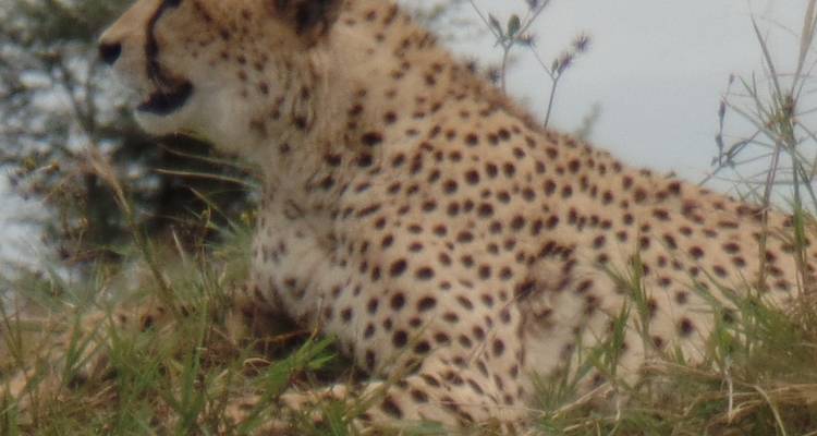 13 jours d'aventure au Kenya et en Tanzanie - Merveilles du monde - Muraa African Safaris 3