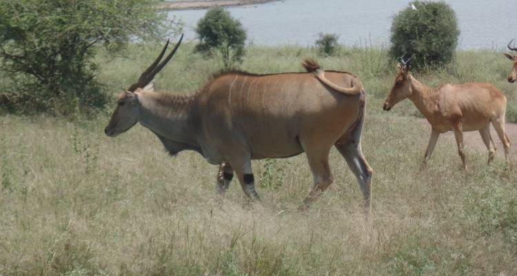 13 jours d'aventure au Kenya et en Tanzanie - Merveilles du monde - Muraa African Safaris 6